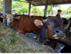 Jelang Lebaran Haji, Pemkot Bengkulu Pastikan Kelaikan Hewan Kurban