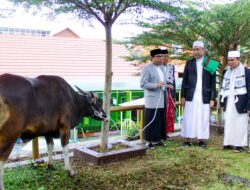 Pemprov Bengkulu Salurkan 10 Ekor Sapi Momen Idul Adha