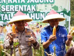 Bupati Rahmat Riyanto Panen Raya di Desa Karang Tengah
