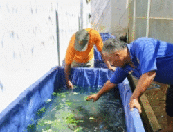 DKP Kota Bengkulu Siapkan Panen 1 Ton Lele Jelang Lebaran, Dukung Ketersediaan Konsumsi Ikan