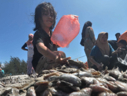 Cegah Stunting, DKP Kota Bengkulu Kampanyekan Gemar Makan Ikan