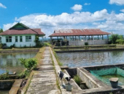 DKP Kota Bengkulu Buka Akses Penjualan Lele di BBI