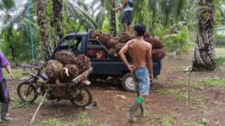 Belum 2 Hari Kebijakan Ekspor Satu Pintu BUMN Berlaku, Harga TBS Sawit Bengkulu Terjun Bebas!
