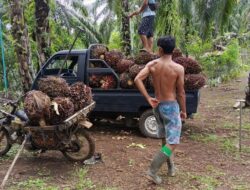Belum 2 Hari Kebijakan Ekspor Satu Pintu BUMN Berlaku, Harga TBS Sawit Bengkulu Terjun Bebas!