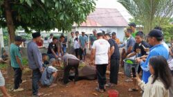 Jumlah Hewan Kurban di Bengkulu Melonjak Jadi 12.199 Ekor, Kesadaran Berbagi Meningkat!