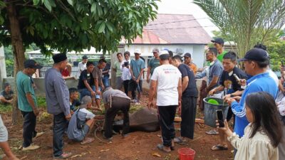 Jumlah Hewan Kurban di Bengkulu Melonjak Jadi 12.199 Ekor, Kesadaran Berbagi Meningkat!